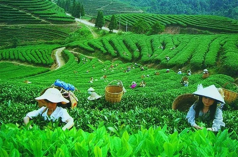 青岛茶叶女，如何在繁忙生活中品味生活？——深度研究